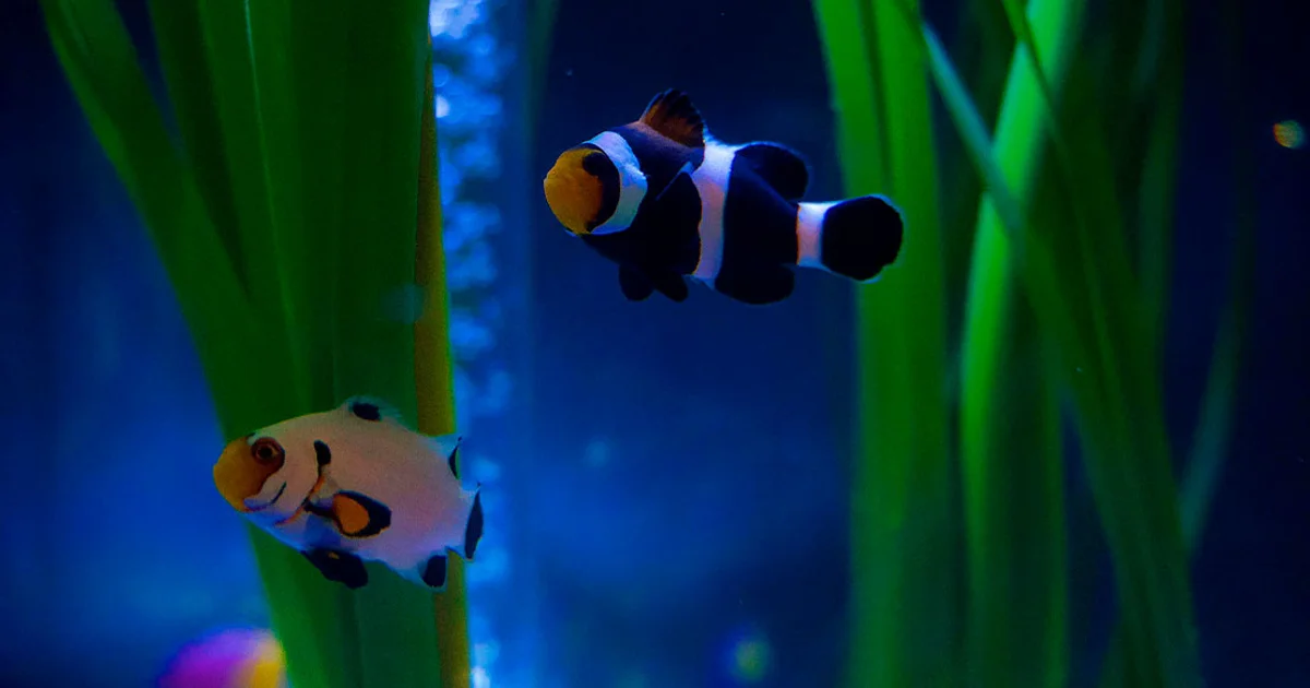Acuario Vivamar