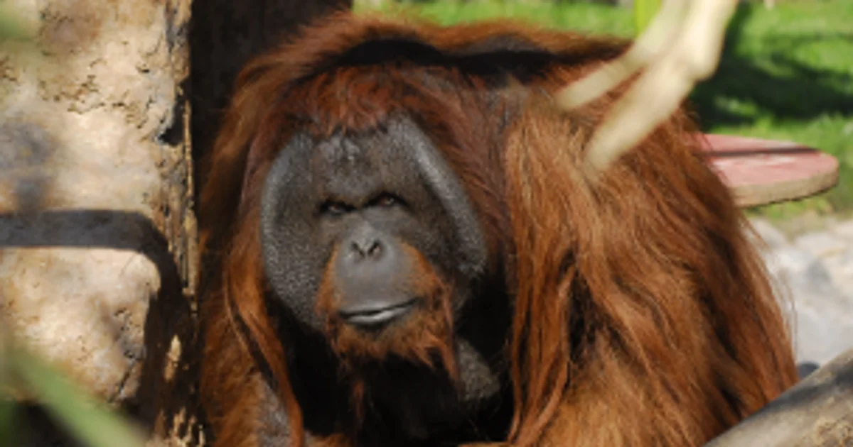 Buin Zoo