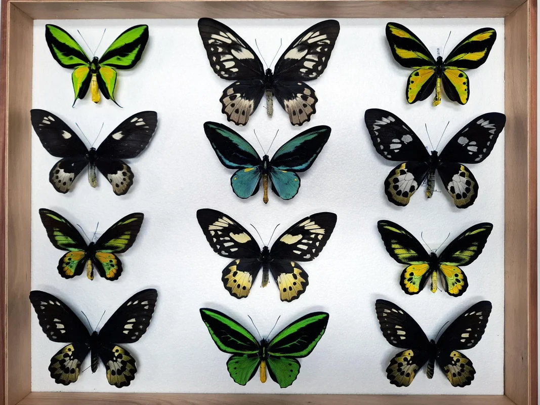 Mariposas y Polillas, Colores en Movimiento