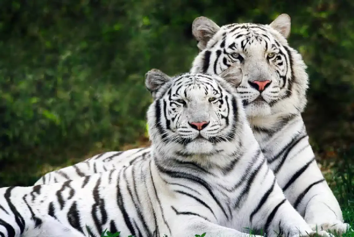 BuinZoo BioParque + Desayuno