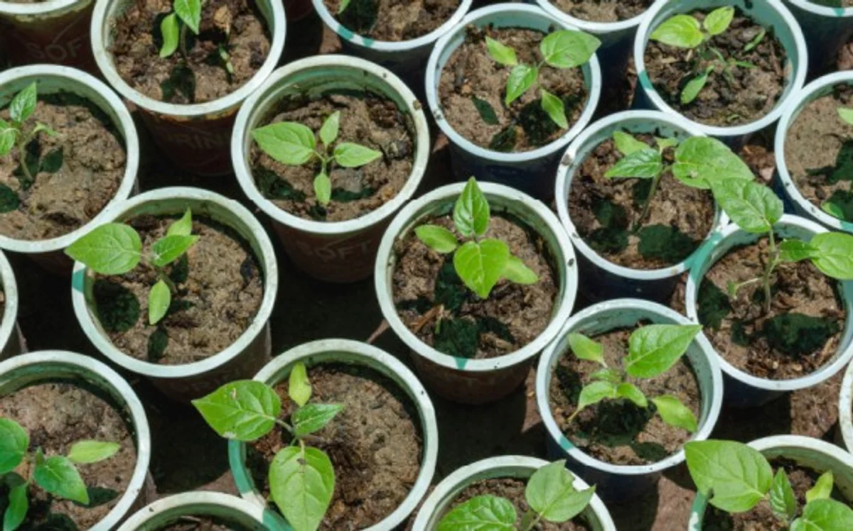 Taller colaborativo "Trasplante de tomates"
