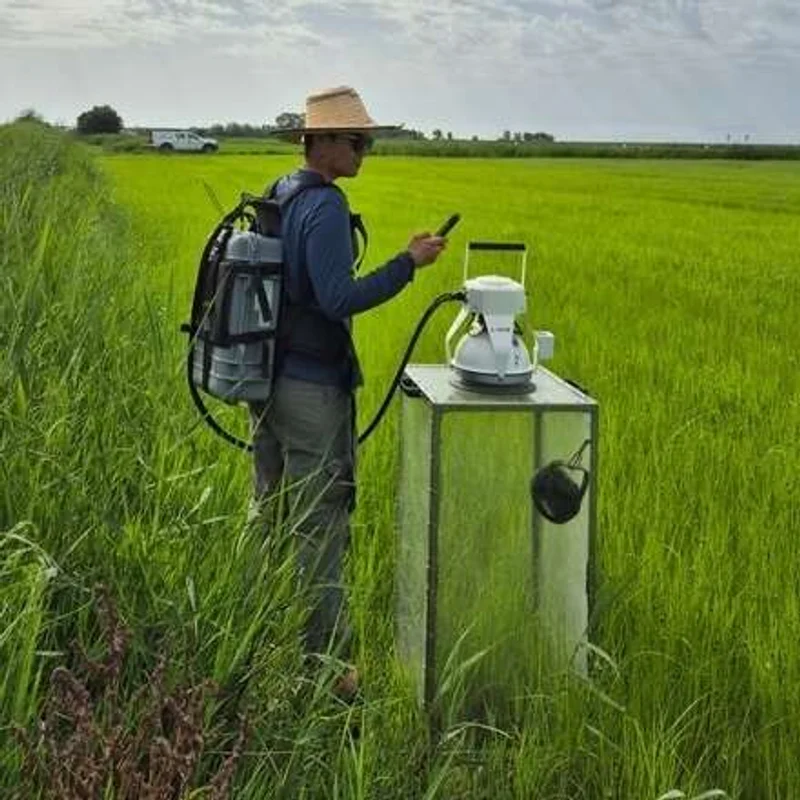Nuevas oportunidades para el cultivo de arroz