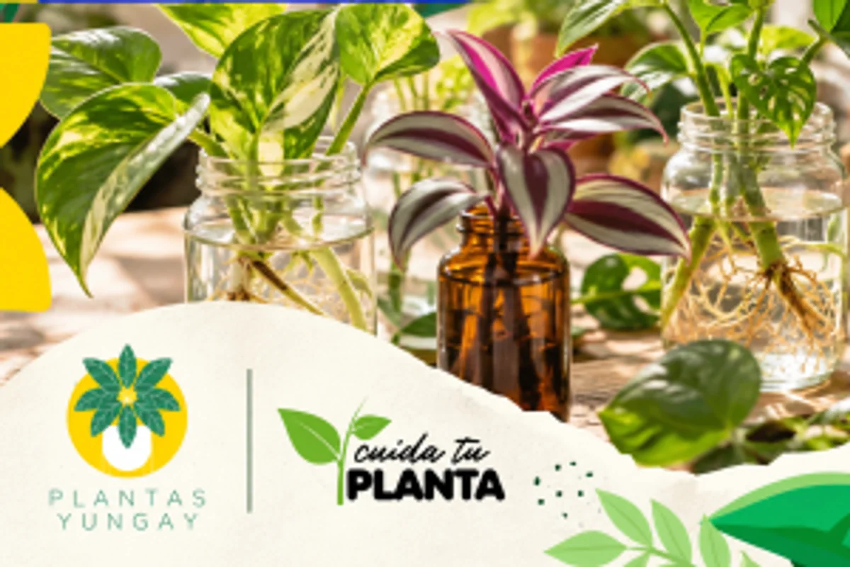 Convocatoria abierta para emprendimientos de plantas y productos sustentables este sábado 17 octubre en Casa Sur