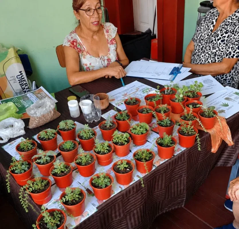 Suculentas Y Almacigos Para Personas Mayores- C. Comunitario Ayun